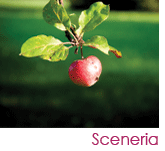 Zdjęcie na którym widoczny jest owoc dzikiego jabłka. 