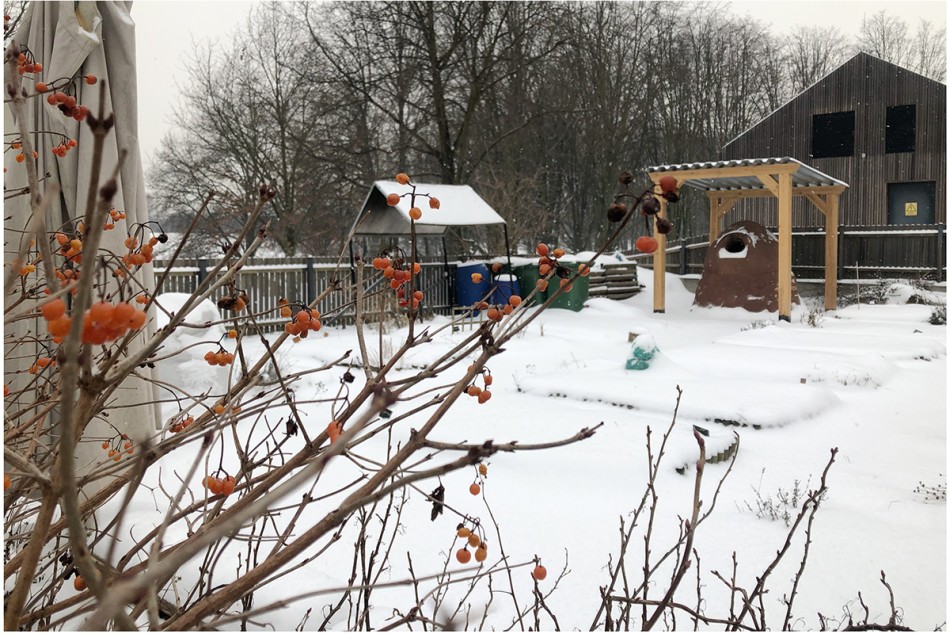 Zdjęcie przedstawia Wspólny Ogród SDK w zimowej aurze. 