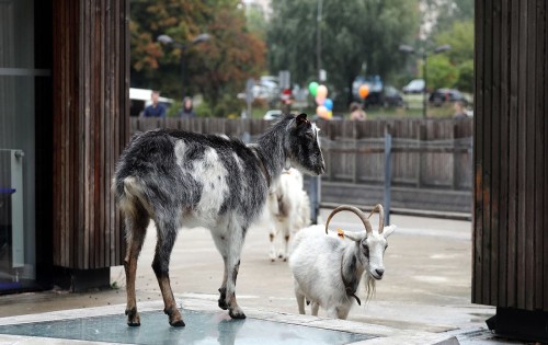 Na zdjęciu dwie kozy przechadzające się po wybiegu na terenie SDK. W tle kolorowe balony i goście pikniku urodzinowego. Foto: Sławomir Kamiński