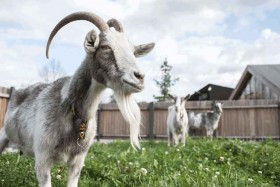 Na zdjęciu: wybieg dla kóz w SDK, na wybiegu trzy kozy . Fot. Nel Lato
