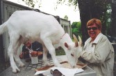 Na zdjęciu jedna z uczestniczek plenerów malarskich w towarzystwie kozy, które weszła na stół. 
