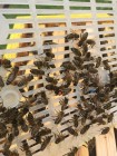 Zdjęcie: zbliżenie pszczół, wśród nich Matka w izolatorze. Fot. Pszczelarium