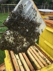Zdjęcie: otwarty ul, widać w nim ramki, jedna z ramek wraz z pszczołami wyciągnięta nad ul. Fot Pszczelarium