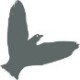 Ciemnoszara ikona ptaka z identyfikacji wizualnej projhektu, który wzbija się w powietrze.