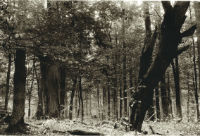 Na zdjęciu Puszcza Borecka sfotografowana analogowo w odcieniach szarości. Na pierwszym planie po prawej stronie potężny konar, który upadając wbił się w ziemię i pozostał w lekko pochylonej pozycji. W głębi widać gęsto porośnięte drzewa. Niebo zakryte konarami drzew.