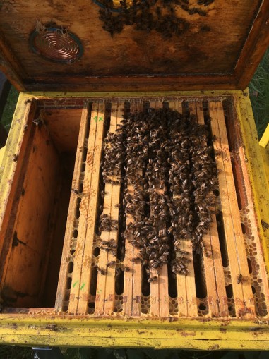 Na zdjęciu ul widziany od góry, zdjęty daszek prezentuje ramki, a na nich pszczoły grupę pszczół. 