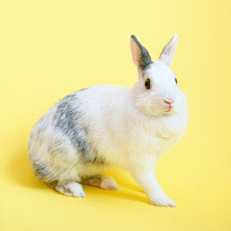 Na zdjęciu królik na jednolitym tle. Fot. domena publiczna