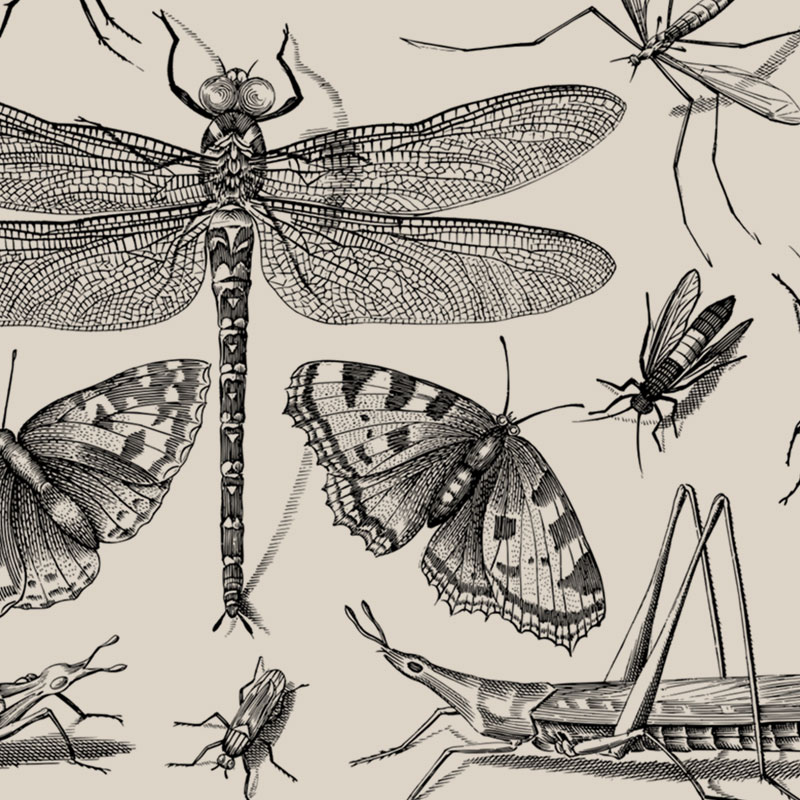 Grafika przedstawiająca realistyczne liniowe rysunki owadów; dominuje ważka. Obraz Gordon Johnson z Pixabay