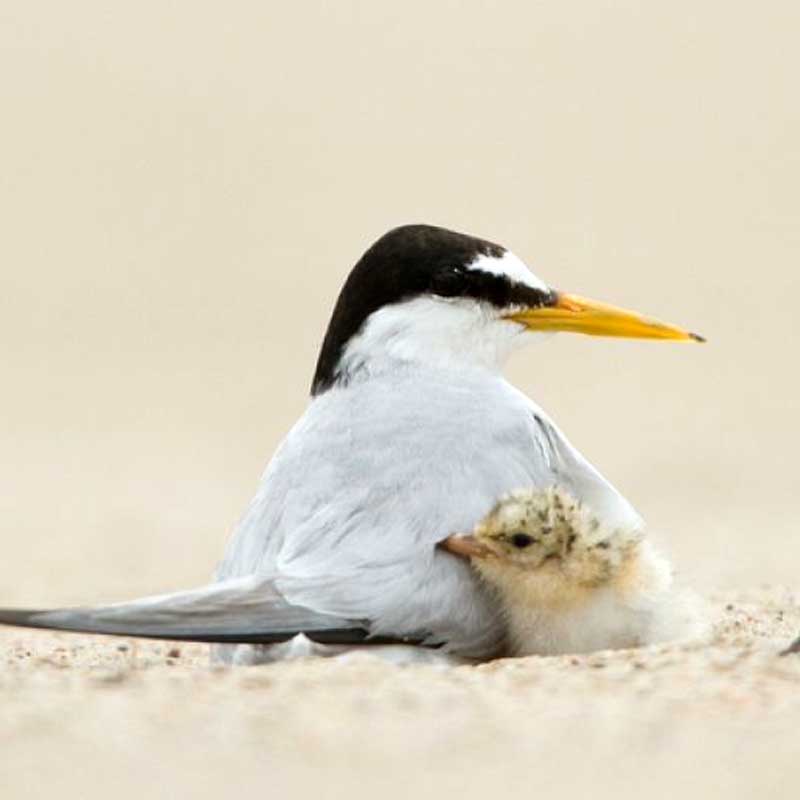 Ochrona ptaków w rezerwacie Wyspy Zawadowskie / spotkanie z cyklu Przyrodniczy wtorek z ekspertem 