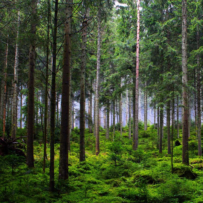 Co szumi (i rośnie) w lesie?