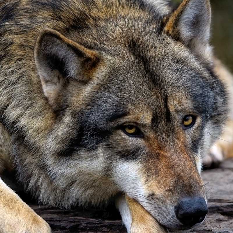 Nie taki wilk straszny jak go malują, czyli o wilku słów kilka / wykład z cyklu Przyrodniczy wtorek   z Ekspertem. Parasol dla przyrody 