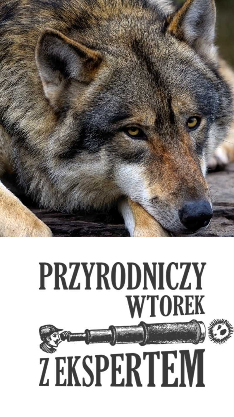 Nie taki wilk straszny jak go malują, czyli o wilku słów kilka / wykład z cyklu Przyrodniczy wtorek   z Ekspertem. Parasol dla przyrody 