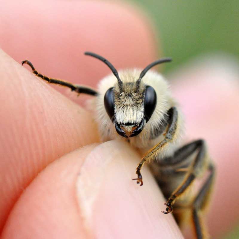Dzikie pszczoły w zmieniającym się klimacie / spotkanie z cyklu Przyrodniczy wtorek z ekspertem 